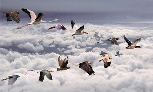 uccelli_migratori